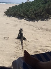 Leguan am Strand